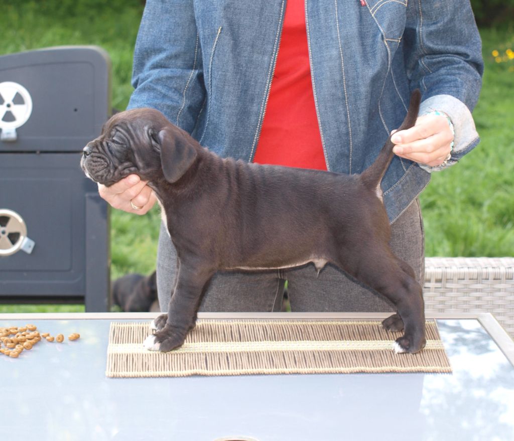 From Russians Traditions - Chiots disponibles - Cane Corso