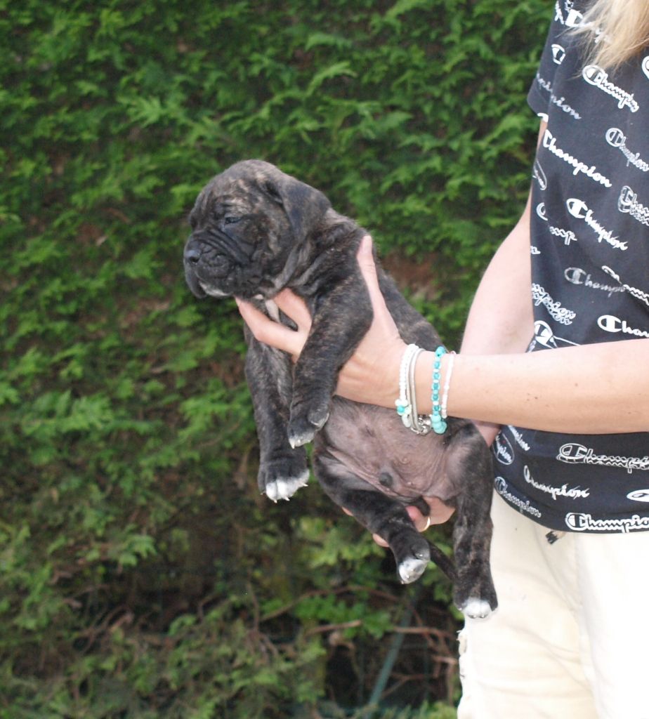 From Russians Traditions - Chiots disponibles - Cane Corso