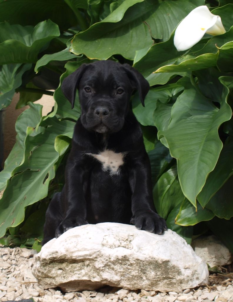 From Russians Traditions - Chiots disponibles - Cane Corso
