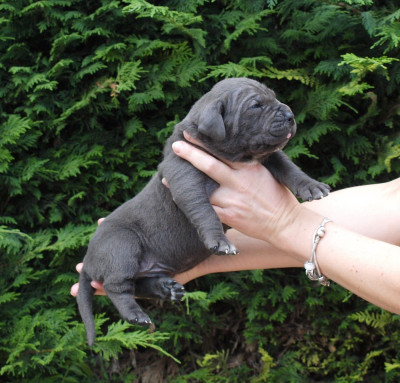 Chiot N°8