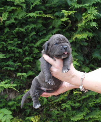 Chiot N°6