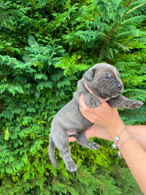 Chiot N°4