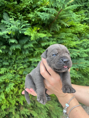 Chiot N°7