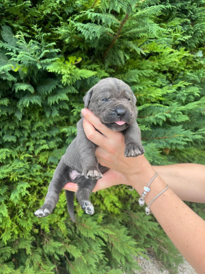 Chiot N°8