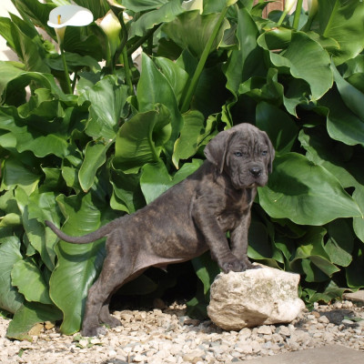 Chiot N°6