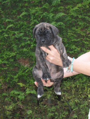 CHIOT 6