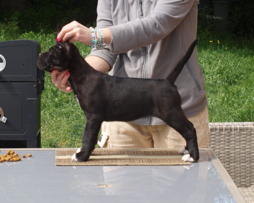 From Russians Traditions - Chiots disponibles - Cane Corso