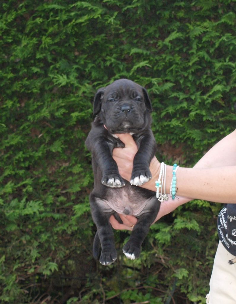 From Russians Traditions - Chiots disponibles - Cane Corso