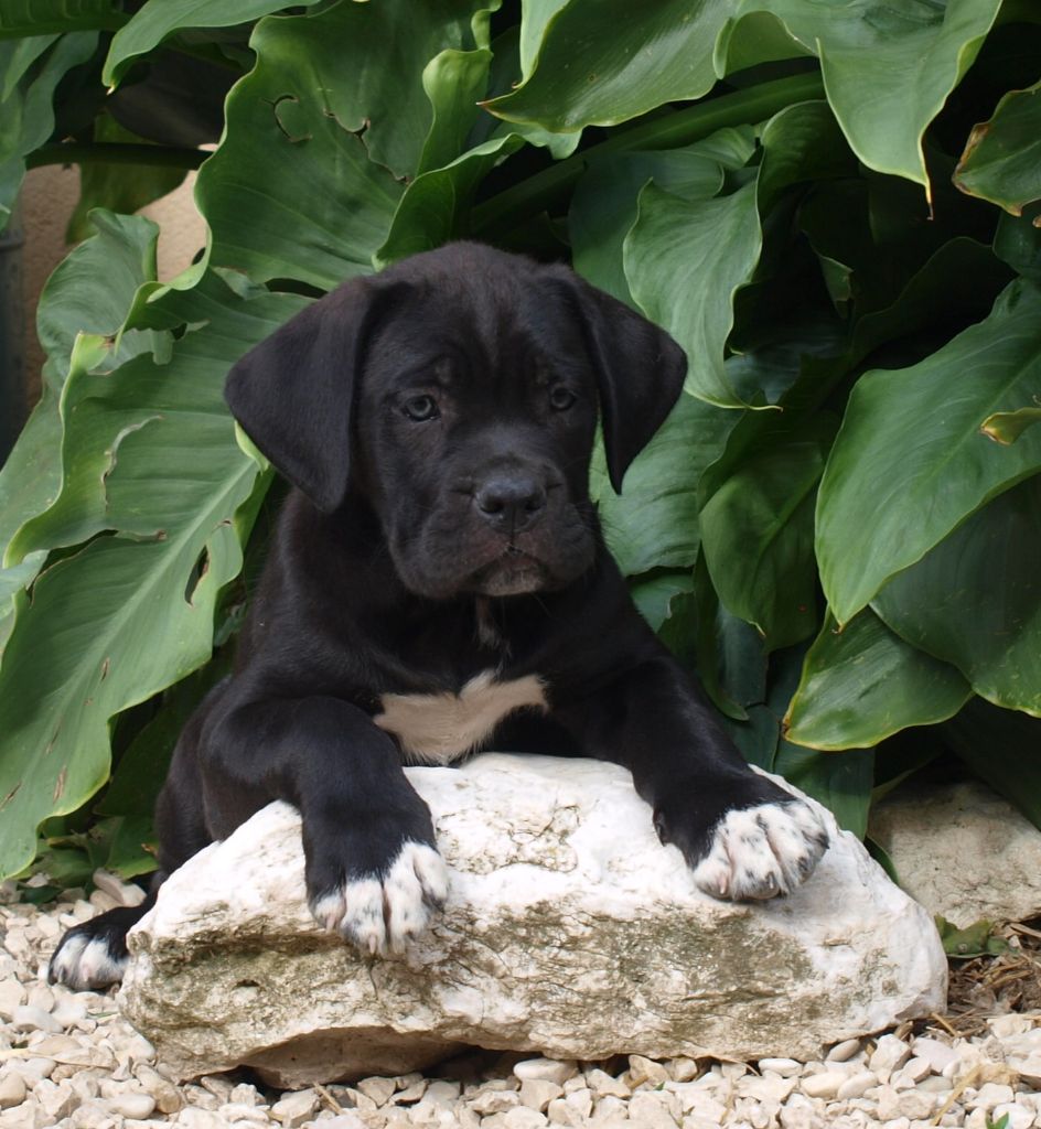 From Russians Traditions - Chiots disponibles - Cane Corso